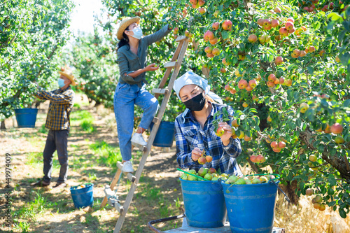 Confident woman farmer with group of seasonal workers wearing face masks for disease protection picking ripe organic pears in orchard during coronavirus outbreak
