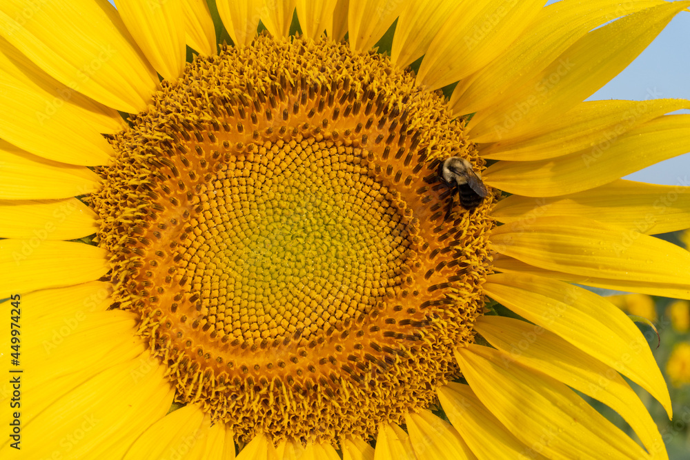 A bee pollinates the face of a bright yellow sunflower in summer A bee pollinates the face of a bright yellow sunflower in summer