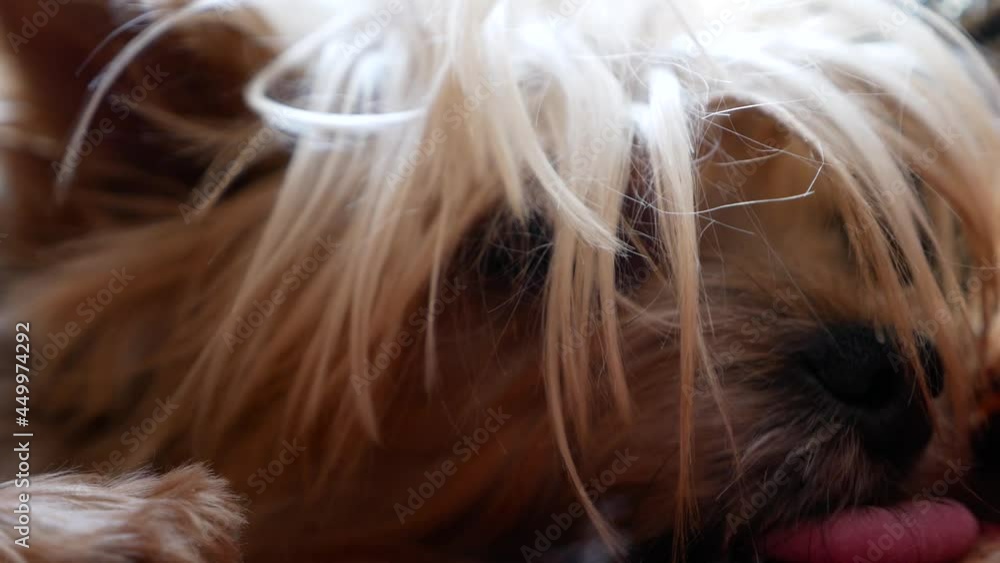 Close-up of a cute dog Yoksher terrier breed licks tongue. Portrait of a small furry dog. Veterinary help for small pets. selective focus, shallow depth of field Close-up of a cute dog Yoksher terrier breed licks tongue. Portrait of a small furry dog. Veterinary help for small pets. selective focus, shallow depth of field
