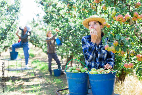 Girl, man and woman harvesting pears in big garden. Girl eating pear. photo