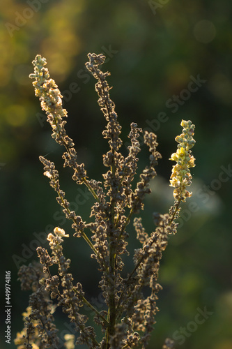 Verbascum lychnitis , of the family Scrophulariaceae (the figwort family). photo