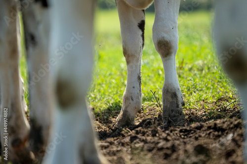 Legs of a cow in the green field during a sunny summer day