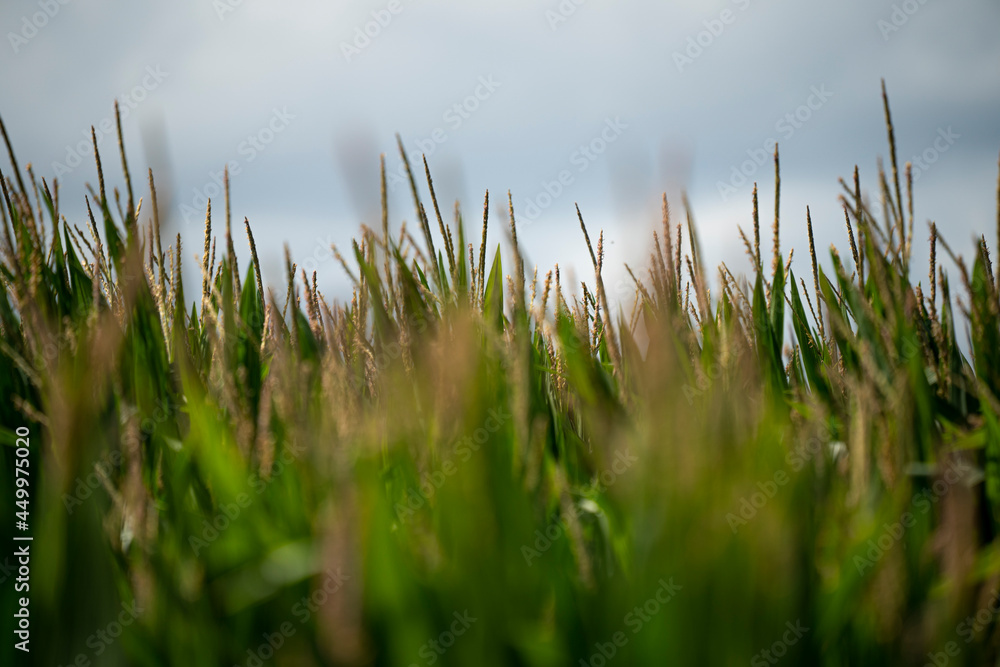Upper part of the Corn Plant during the summer season on a sunny day Upper part of the Corn Plant during the summer season on a sunny day