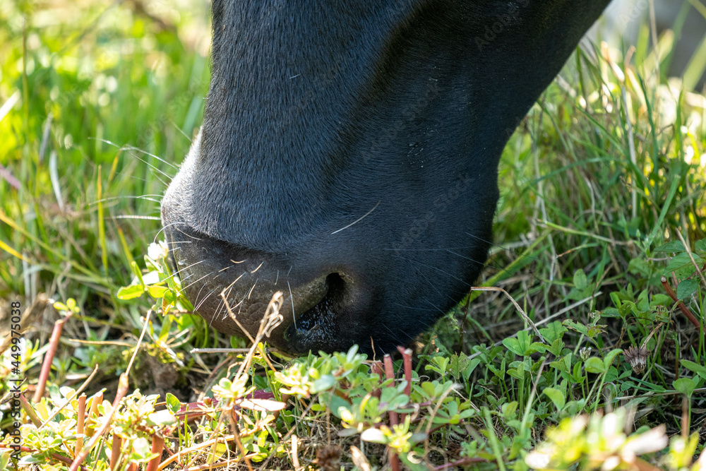 snout of a black and white colored cow during a sunny day while feeding snout of a black and white colored cow during a sunny day while feeding