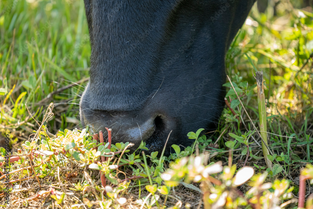 snout of a black and white colored cow during a sunny day while feeding snout of a black and white colored cow during a sunny day while feeding