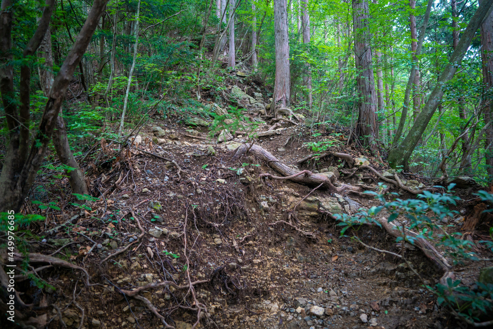 東京都西多摩郡奥多摩町の川苔山に登山している風景 Scenery of climbing Mt. Kawanori-yama in Okutama-cho, Nishitama-gun, Tokyo. 東京都西多摩郡奥多摩町の川苔山に登山している風景 Scenery of climbing Mt. Kawanori-yama in Okutama-cho, Nishitama-gun, Tokyo.