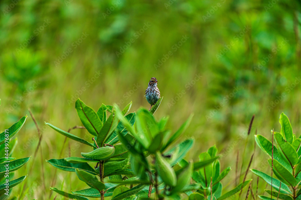 song sparrow  bird on a flower