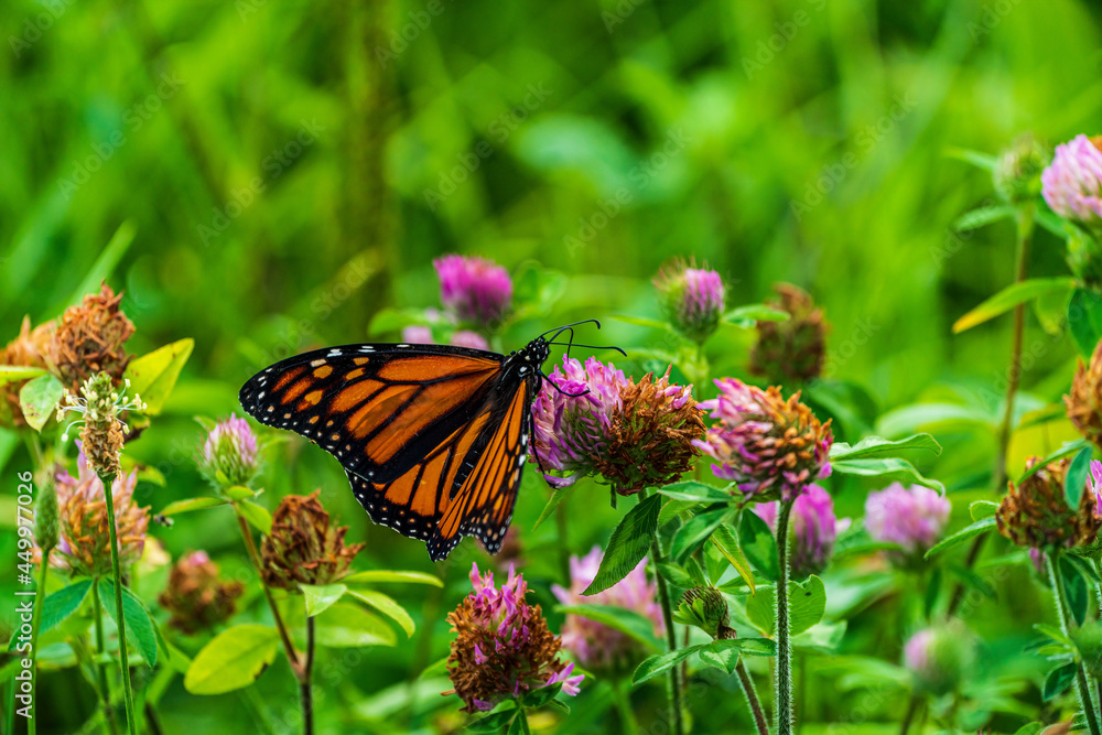 Naklejka premium monarch butterfly on a flower