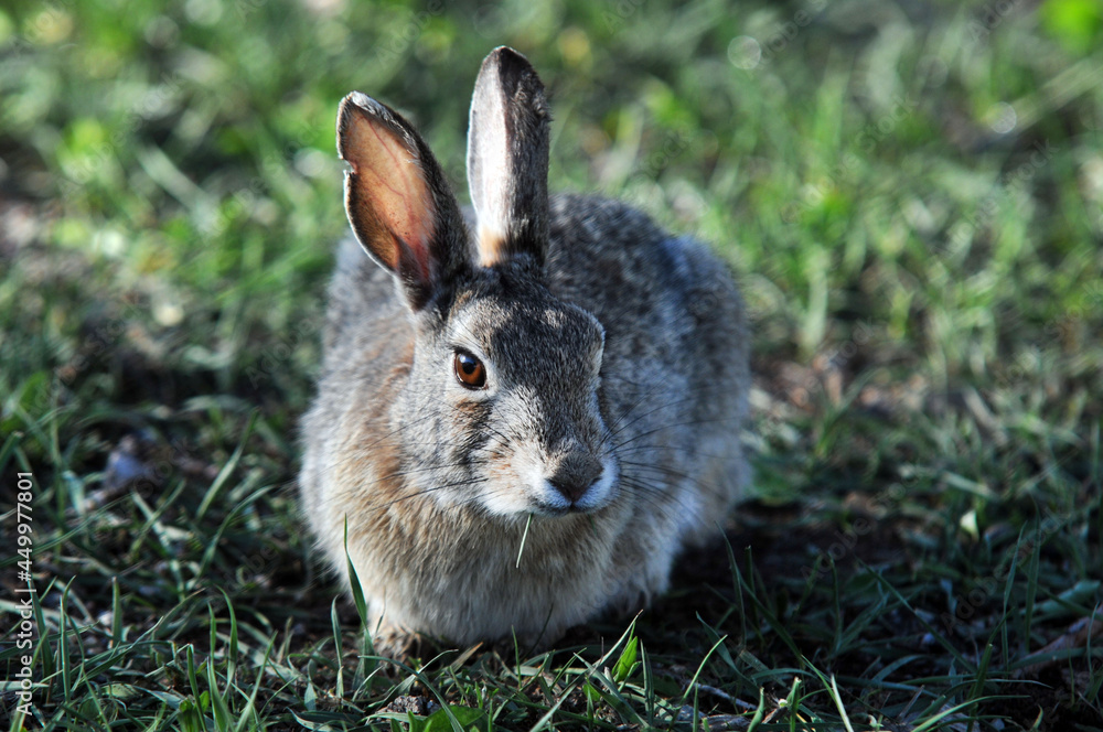 Fototapeta premium Cute little rabbit sitting in the grass