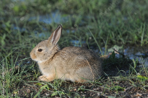 Cute little rabbit sitting in the grass © Gregory