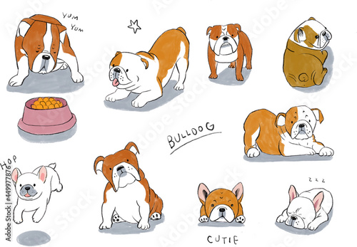 癒しのブルドッグ、フレンチブルドッグの手描きイラスト、可愛い子犬の飼育