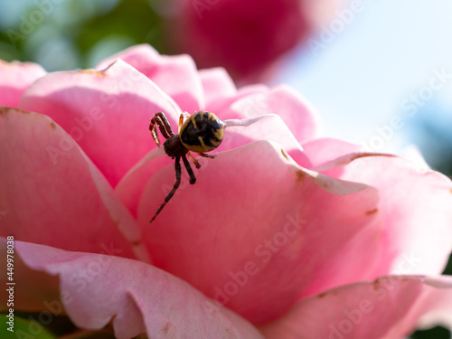 close view of small spider on pink rose flower