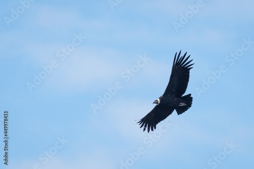 vulture in flight