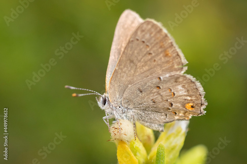 Mariposa
