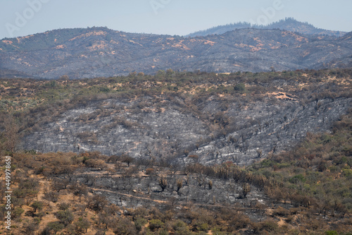 Bosque incendiado