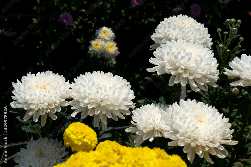 Beautiful flowers of chrysanthemums Beautiful flowers of chrysanthemums