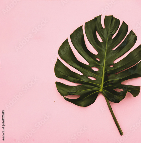 leaf decoration on color background pink