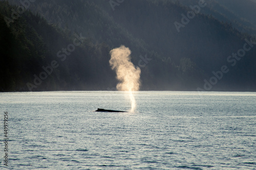 Εκτύπωση καμβά Humpback whale back and spout back lit