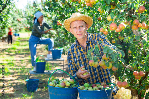 Asian woman and European man picking pears in big garden photo