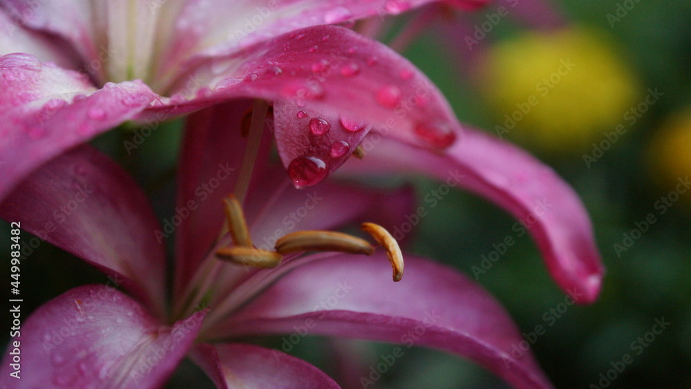close up of a pink lily