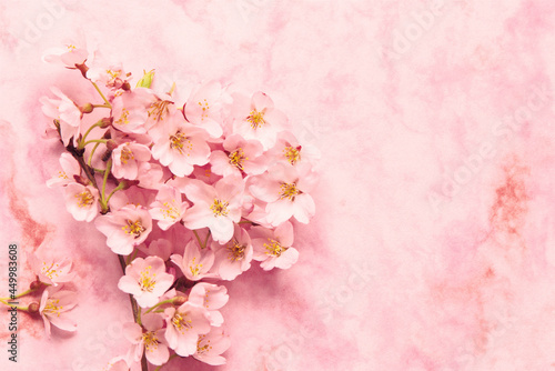 pink cherry blossom © katsuhiko kato