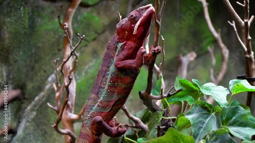Red Parson's chameleon (Calumma parsonii) slowly climbing on the tree branch on rocky background photo