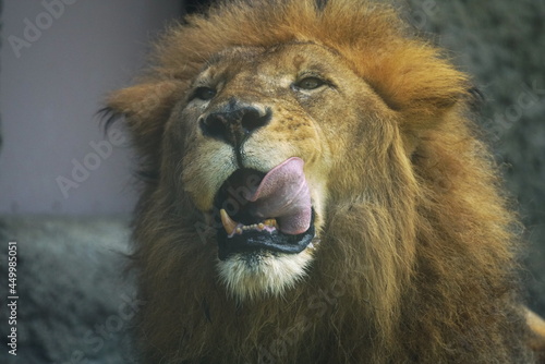 Fototapeta Naklejka Na Ścianę i Meble -  百獣の王ライオン