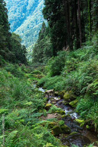 Forest in Alishan National Scenic Area, Taiwan, Asia. 