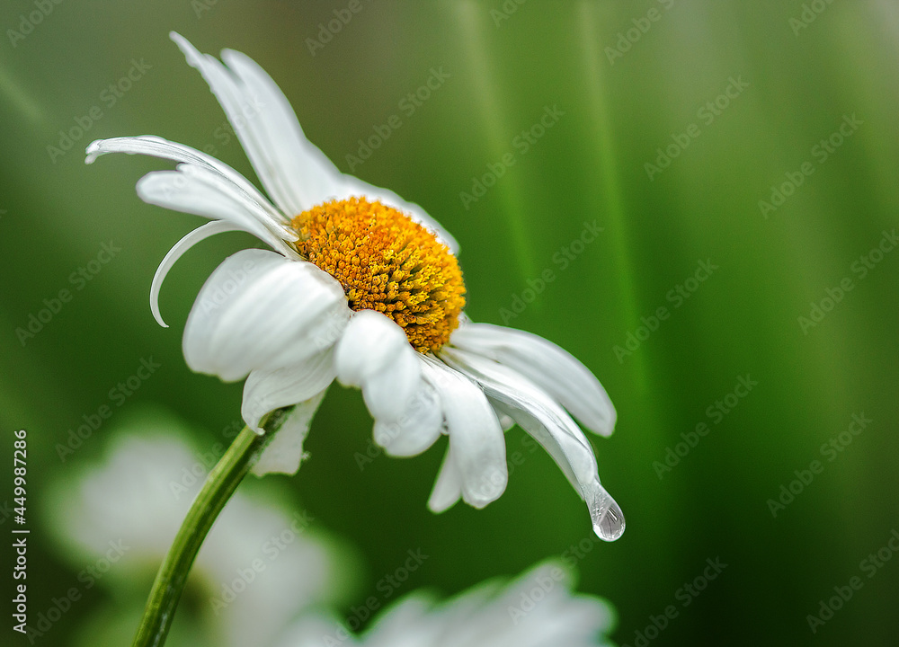 Fototapeta premium Summer flowers - chamomile with white petals and a yellow core on a green background. A drop of water hangs at the tip of the petal. Summer garden.