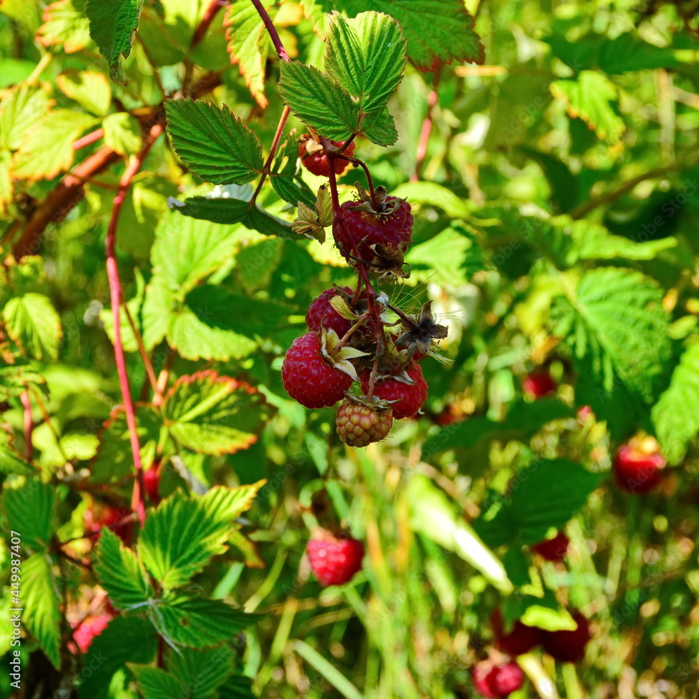 Ripe sweet red raspberries on the branches of a bush among green foliage ready for harvesting in garden on blurred background Ripe sweet red raspberries on the branches of a bush among green foliage ready for harvesting in garden on blurred background
