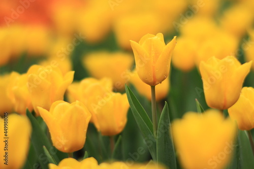 a shooting of Tulipa, Freeman bloom in a garden in April photo