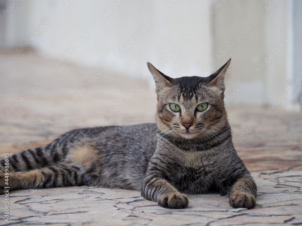 ねこ