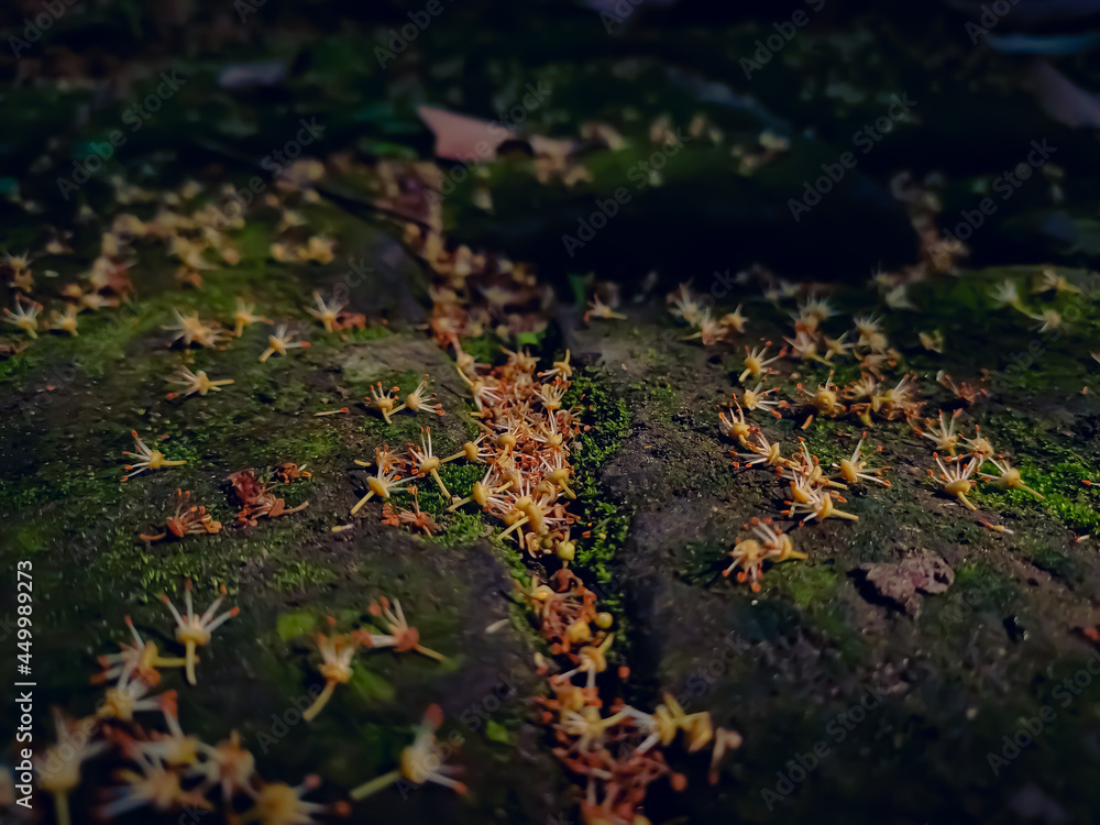 Some small lichee flower fall on mossy brick in the morning when sunlight fall on it. Some small lichee flower fall on mossy brick in the morning when sunlight fall on it.