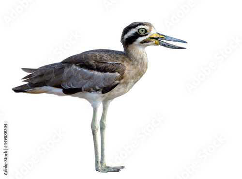 Stone Curlew or Great thick-knee (Esacus recurvirostris) funny looking camouflage brown bird with big eyes and large bills wader isolated on white background