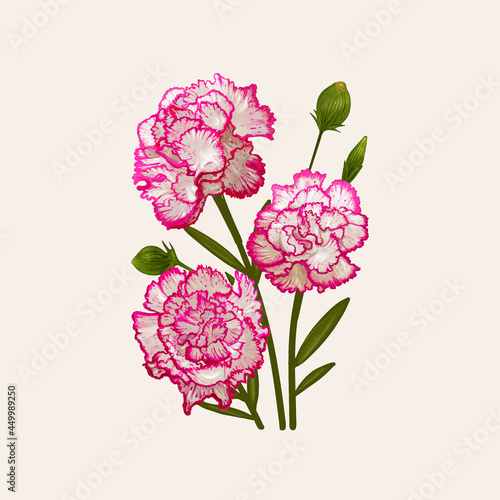 Illustration drawing of Dianthus caryophyllus