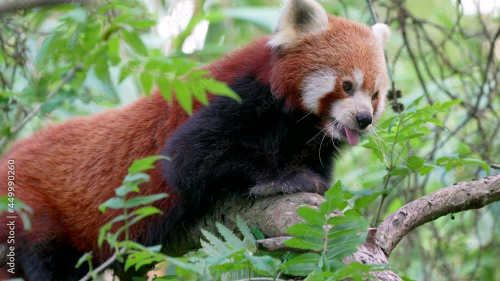 Portrait shot of cute red panda yawning in wilderness, perched in green trees - close up slow motion shot Portrait shot of cute red panda yawning in wilderness, perched in green trees - close up slow motion shot