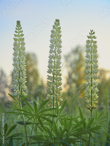 Lupins growing in a meadow near a forest in Finland.