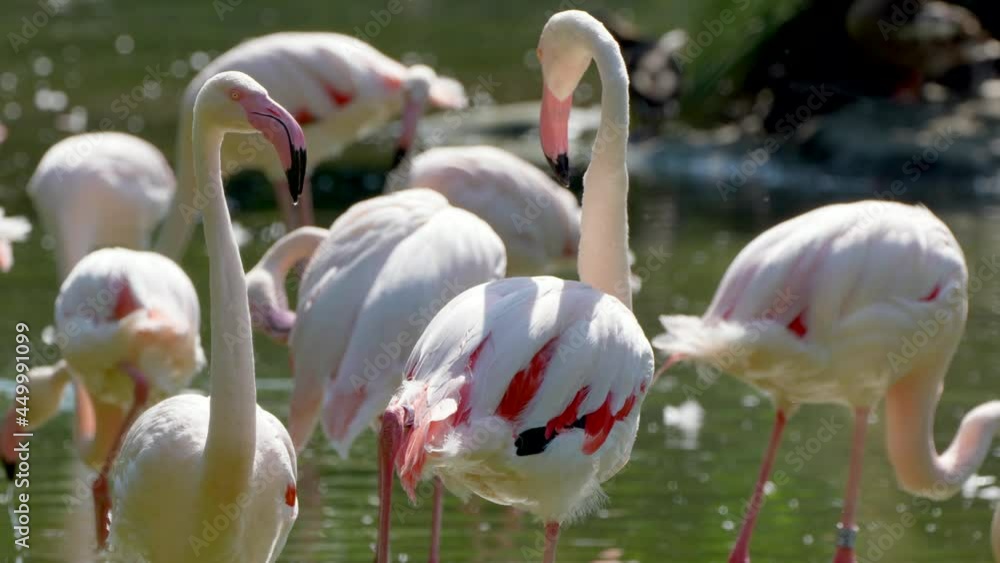 Close up shot showing group of pink flamingos cooling in natural lake