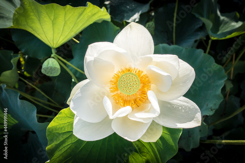 The scenery with lotus flowers in the middle of summer