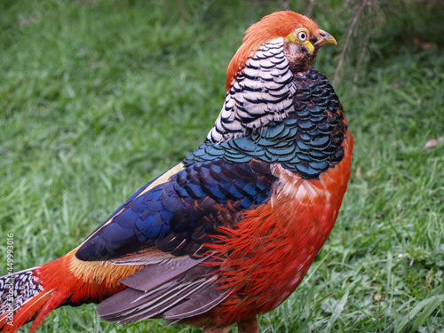 Stunning colors of cock pheasant closeup