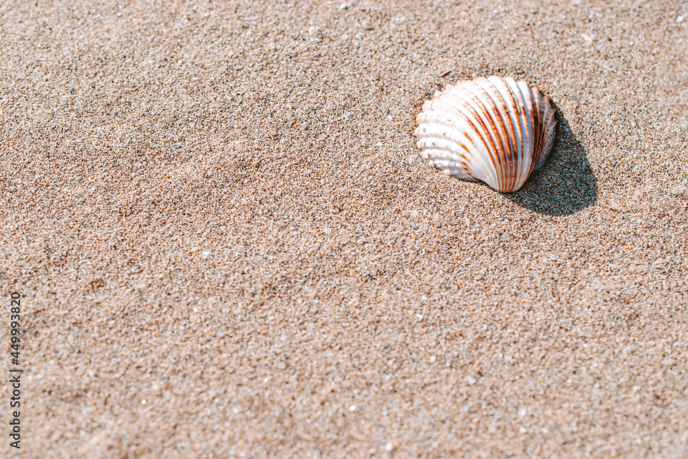 Shells pattern. Seashells, starfishes on sand ocean beach background. Exotic beach with copy space. Shells pattern. Seashells, starfishes on sand ocean beach background. Exotic beach with copy space.