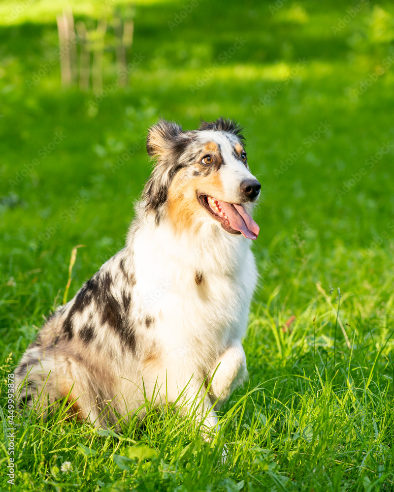 Obedience training. Full length of curious spotted Australian Shepherd dog sitting in green grass, looking focused ahead with one paw raised up enjoying sunny day and playing games with owner outdoors