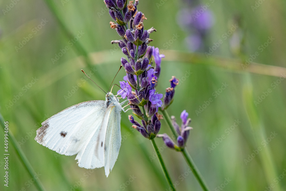 Closeup of a Small White butterfly pollinating a lavender flower - Michigan Closeup of a Small White butterfly pollinating a lavender flower - Michigan