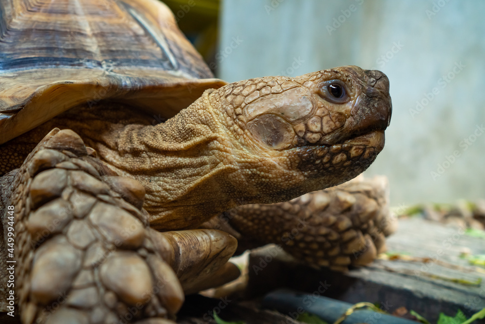 Close up of african spurred tortoise or geochelone sulcata in the garden. Sulcata tortoise is looking at camera. Slow life.