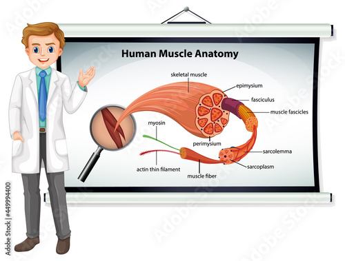 Human muscle anatomy with body anatomy