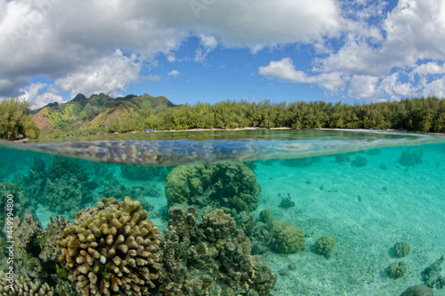 lagon de moorea - polynesie francaise