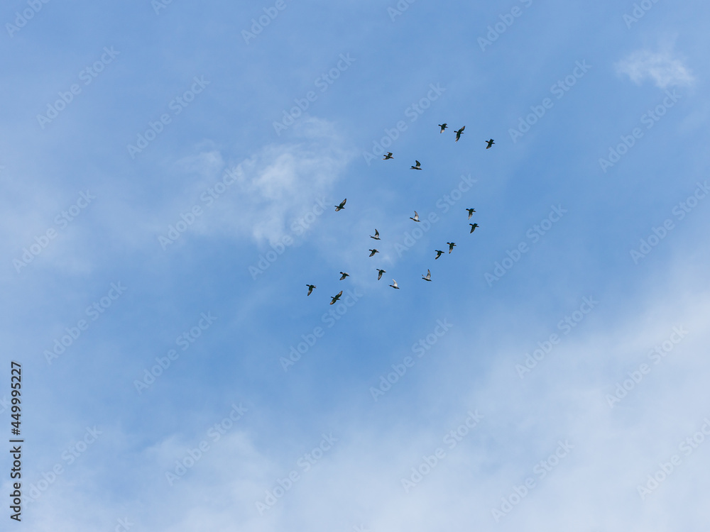 珍しい鳩の群れ