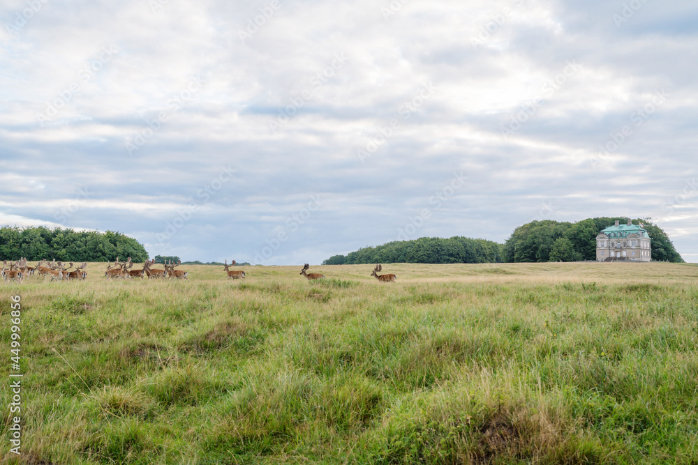 Deer colony in Dyrehaven park