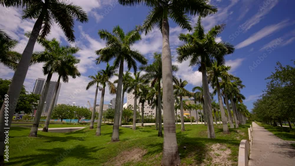 Palms at park scene Downtown Miami Florida USA Palms at park scene Downtown Miami Florida USA