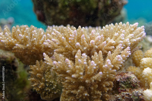 coraux dans le lagon de moorea - polynesie francaise